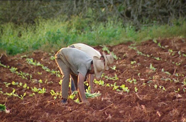 “El Niño” dejará pérdidas millonarias en la agricultura cubana