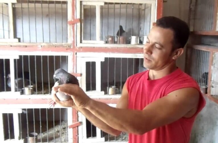 Cuba desde adentro: Cría y negocios de palomas como en sus mejores tiempos