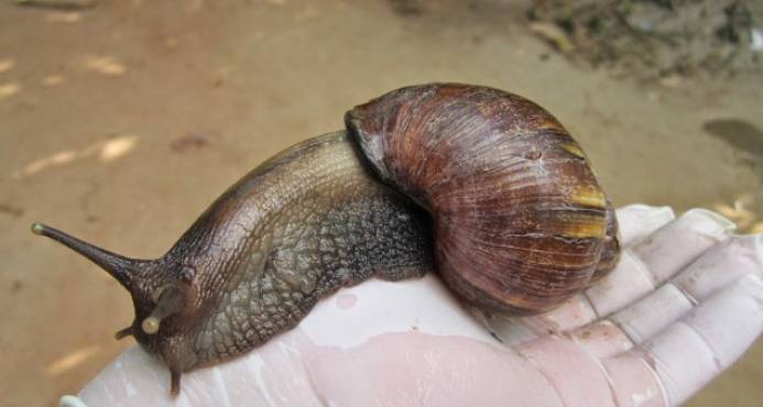 caracol africano