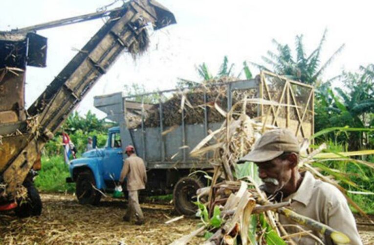 Se inicia la zafra azucarera con una meta similar a números de principios del siglo pasado