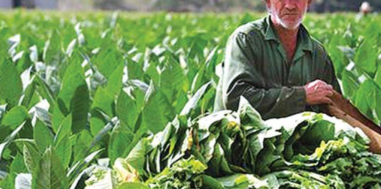 Vueltabajo prioriza producción de tabaco Virginia