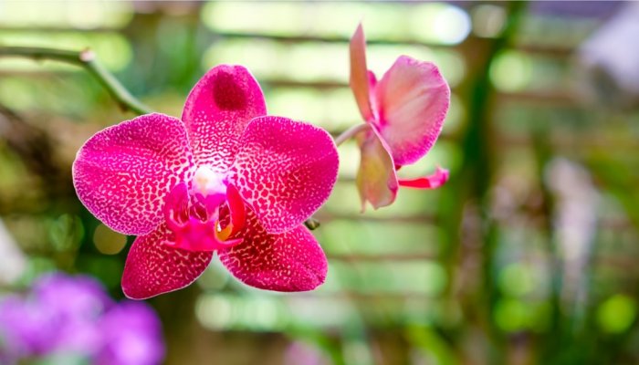 Cuba Orchid