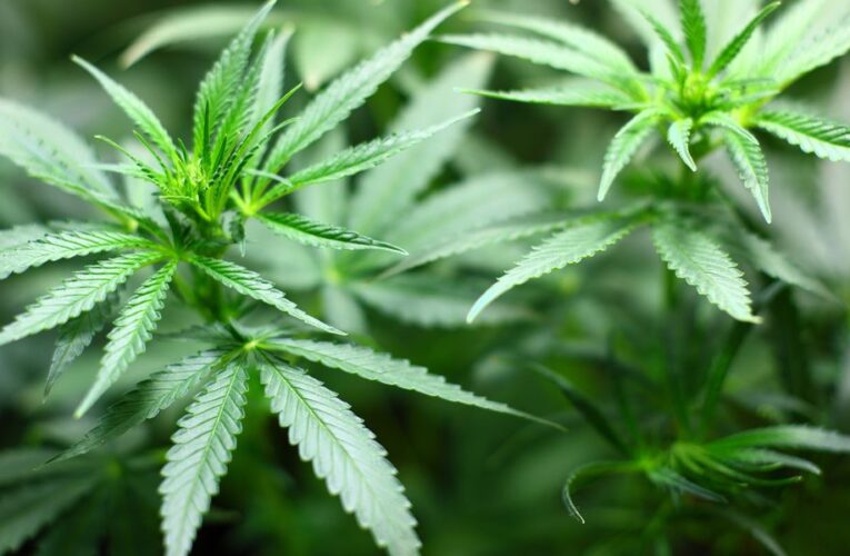 Proyecto de ley de cannabis medicinal presentado en el Senado de Kentucky.