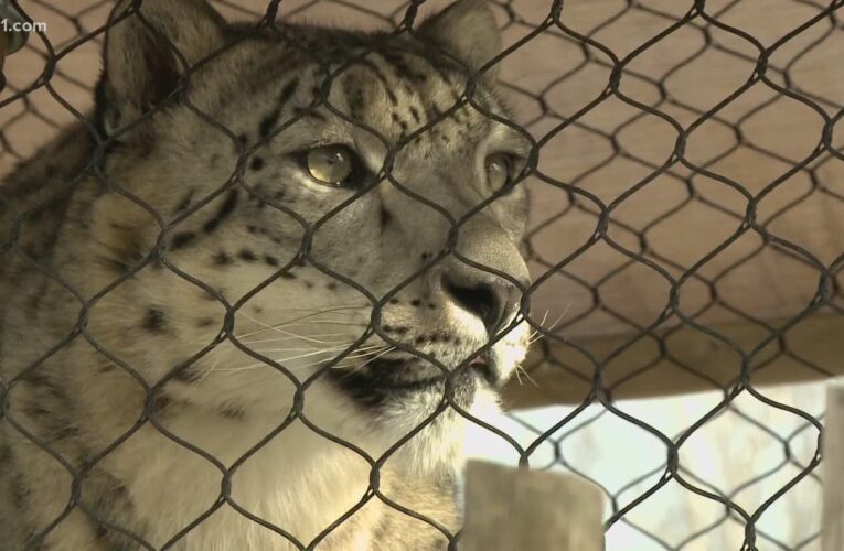 El zoológico de Louisville solicita la vacuna COVID-19 para algunos de sus animales.