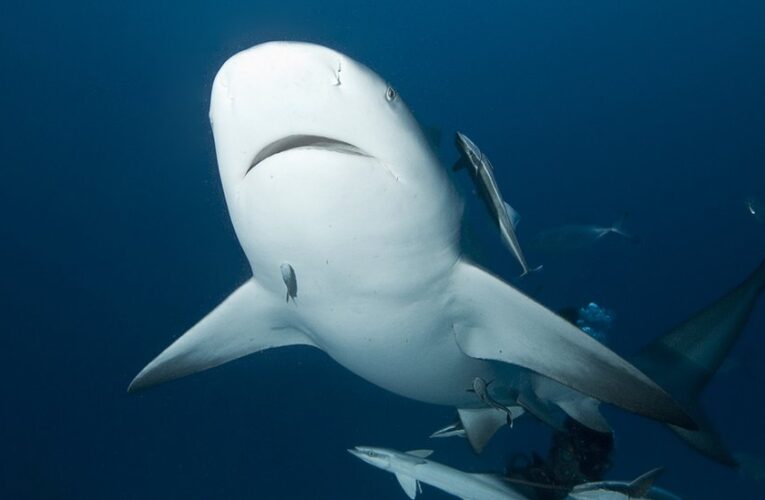 Las solicitudes ya están abiertas para la 12a competencia anual de Venture Sharks.