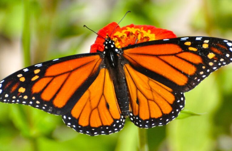 Mariposa monarca encontrada a 1,600 millas de distancia meses después de ser etiquetada en Kentucky