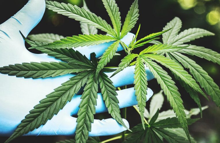 Legislador de Kentucky pre-presenta legislación para despenalizar la marihuana.