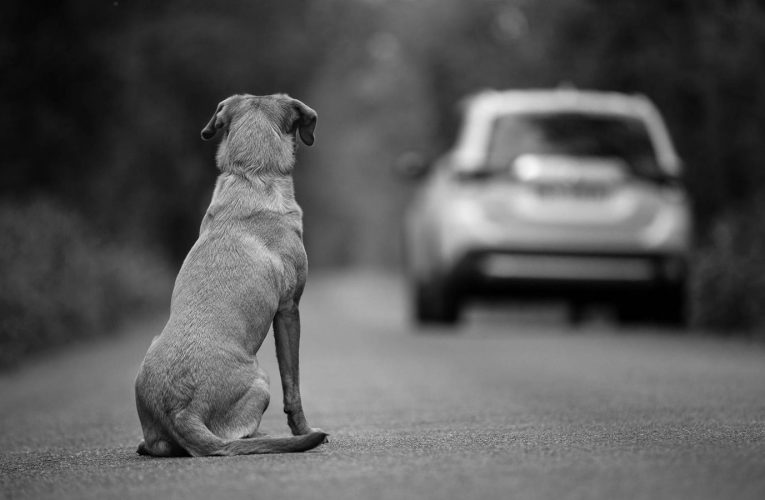 Aumenta el abandono de mascotas animales en Lexington
