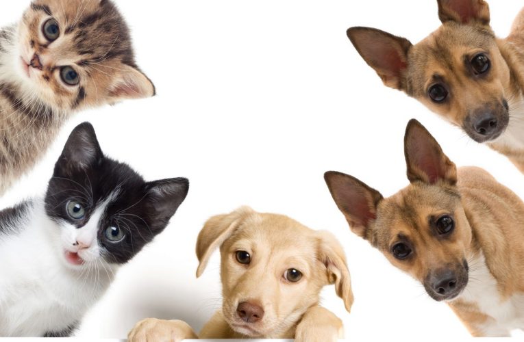 La cadena de tiendas de artículos para mascotas de Louisville abrirá 5 sucursales más en Evansville y Clarksville.