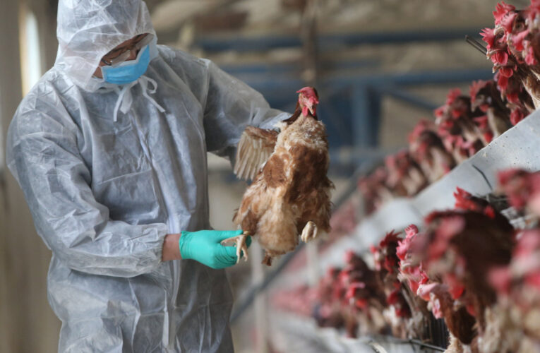 Se detecta gripe aviar en otra granja de pavos de Indiana