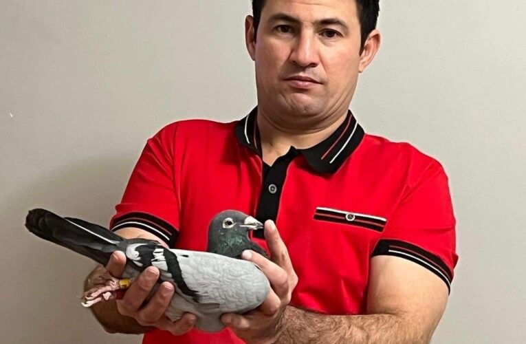 Julio Cesar Bajuelo, una autoridad en el entrenamiento y competencias de palomas
