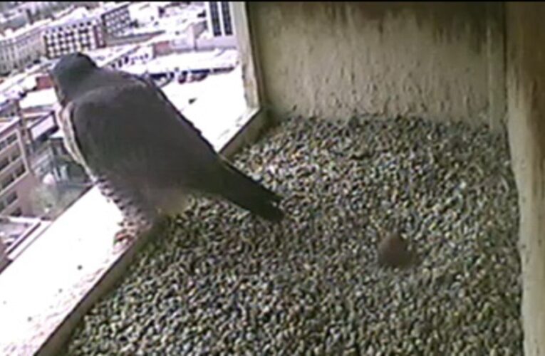La ‘Falcon Cam’ de Louisville regresa para que tengas la oportunidad de ver a algunos bebés nacer.