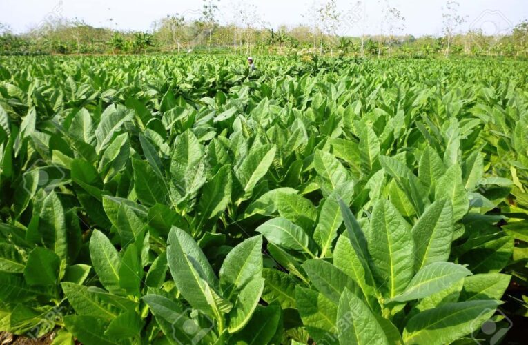 $ 4.3 millones en fondos de liquidación de tabaco para seleccionar granjas de Kentucky.