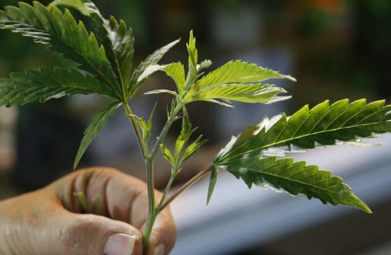 Legislación para crear el Centro de Kentucky para la Investigación del Cannabis.