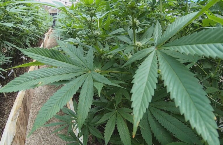 ¿Qué está pasando con el último proyecto de ley de marihuana medicinal de Kentucky?