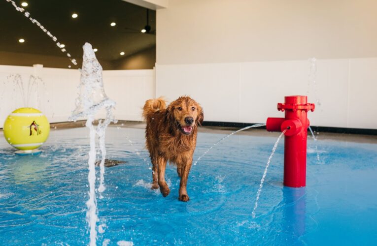 ‘Country club’ para perros abre segunda ubicación en Louisville.