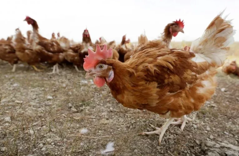 Propagación de la gripe aviar obliga a sacrificar animales en todo el país