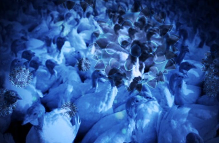 Los sitios de influenza aviar de Kentucky recibieron el visto bueno.