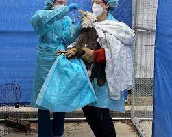 Gripe aviar está matando a águilas calvas en EEUU