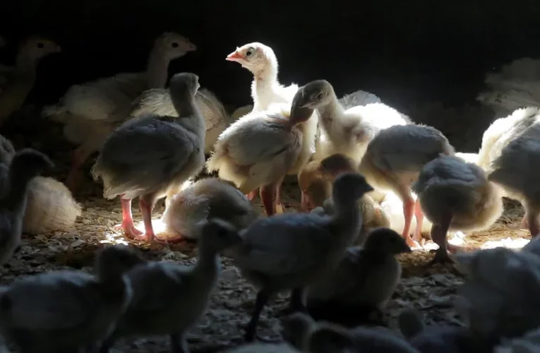 Confirman primer caso de gripe aviar en humano en EEUU