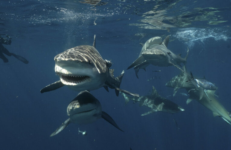 Florida advierte a los bañistas con imágenes de decenas de tiburones cerca de su costa (VIDEO)