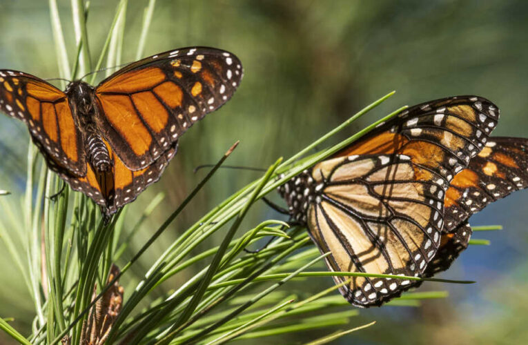 El zoológico de Louisville crea conciencia sobre las Mariposas Monarcas en peligro de extinción