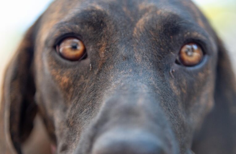 El refugio de Louisville Metro Animal Services extiende las adopciones gratuitas para evitar la eutanasia de mascotas