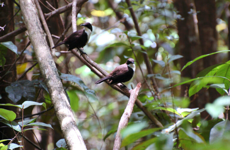 Clase preescolar de cola de golondrina celebrada en el corazón de la naturaleza, llueva o truene
