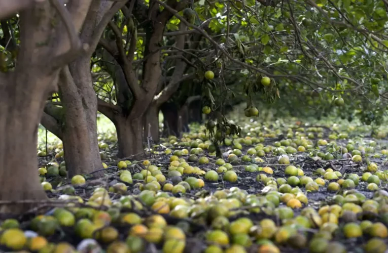 El huracán Ian causa $1.560 millones en pérdidas agrícolas
