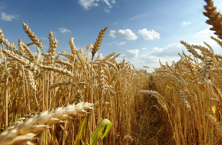 Producción de granos a la baja en EEUU por sequía