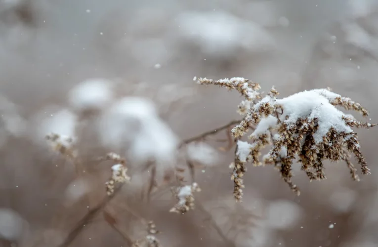 Primera nevada medible: la región de Louisville podría tener hasta 1 pulgada este fin de semana