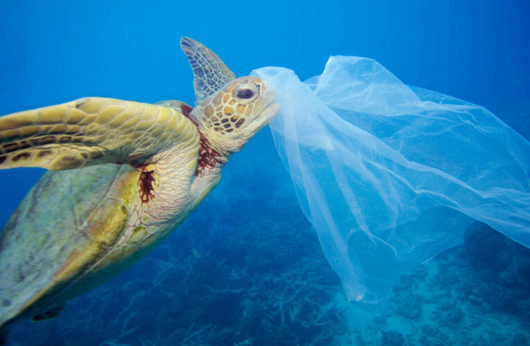 Solo el 5% del plástico desechado en EEUU se recicla adecuadamente