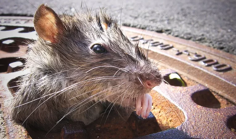 Nueva York busca un director para combatir ejército de ratas