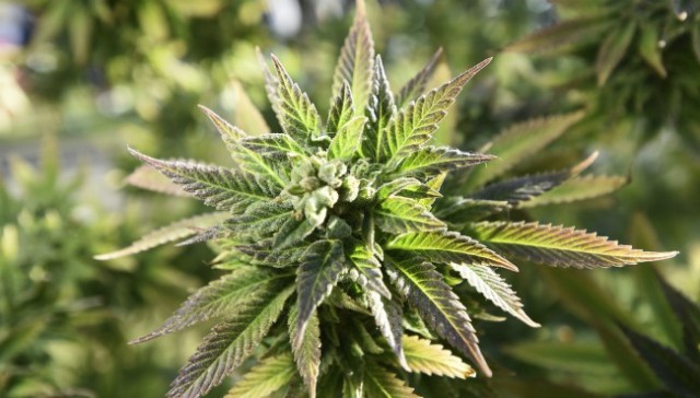 Los legisladores de Indiana presentan nuevos proyectos de ley sobre la legalización de la marihuana