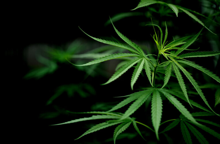 Gobernador de Kentucky insta a incluir 15 condiciones más al programa de marihuana medicinal