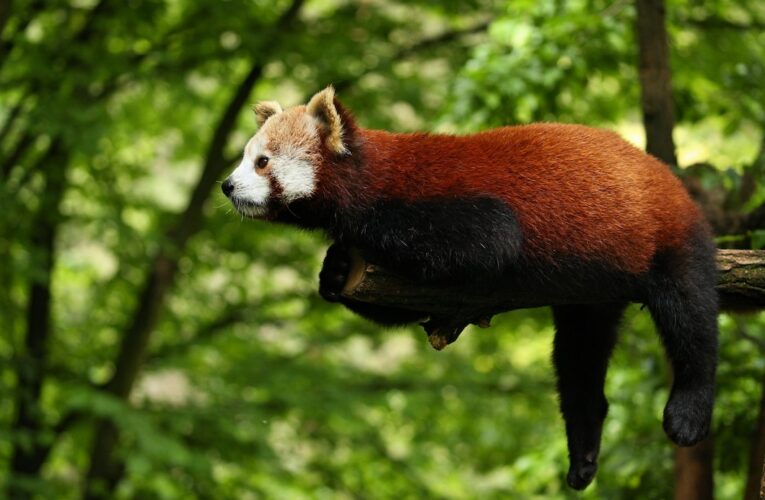 El nuevo panda rojo ‘Sunny D’ del zoológico de Louisville celebra su primer cumpleaños