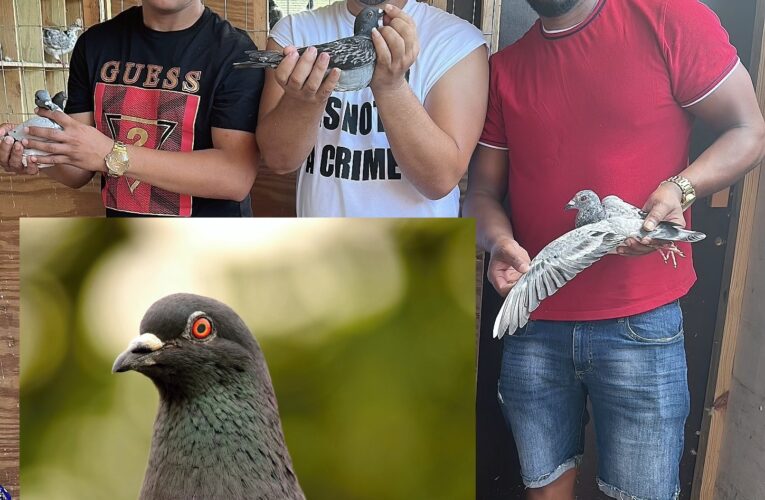 Rostros locales: Yurisander Rodríguez Acosta, pasión por las palomas