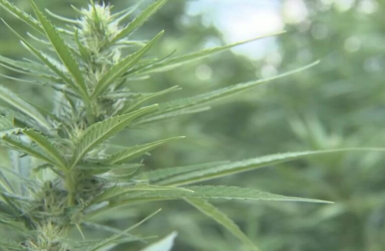 El portal de solicitud de cáñamo de Kentucky 2024 ya está abierto