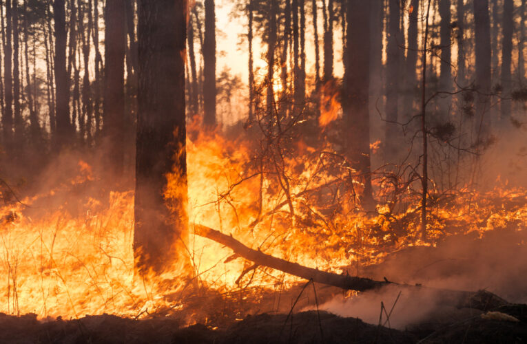 Menos superficie quemada, bosques estables y un mundo que arde menos: las estadísticas que desmontan la histeria climática