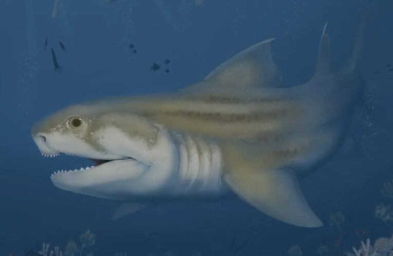 Dos nuevas especies de tiburones descubiertas en el Parque Nacional Mammoth Cave de Kentucky