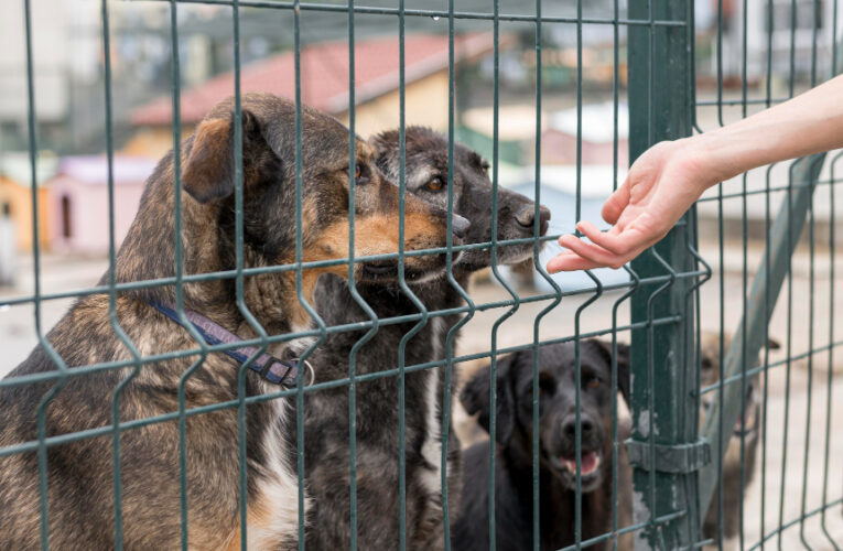 Cierre de tienda de mascotas en Louisville vinculado a medidas enérgicas contra fábricas de cachorros