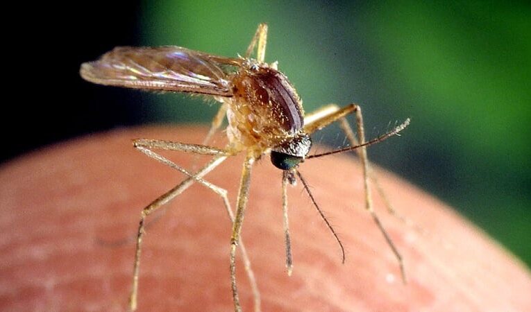 Los mosquitos dan positivo al virus del Nilo Occidental en 3 vecindarios de Louisville