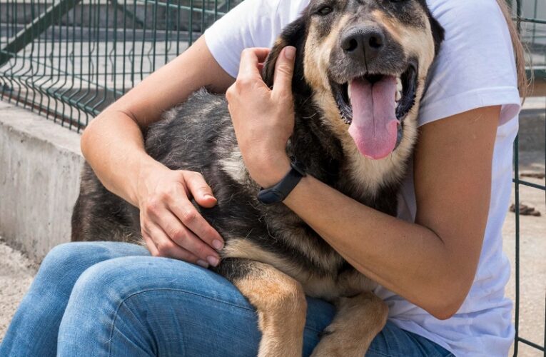 El Refugio de Animales del Condado de Pendleton ofrece adopciones gratuitas del 1 al 15 de octubre.