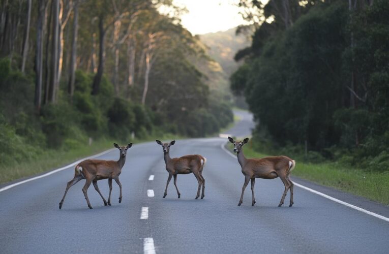 La policía estatal de Kentucky ofrece 6 consejos para evitar accidentes relacionados con venados en la carretera