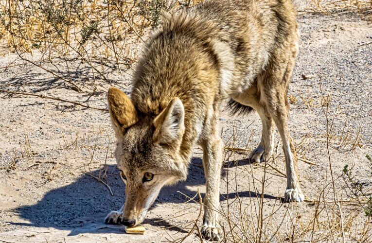 Aumentan los avistamientos de coyotes ahora que es temporada de reproducción