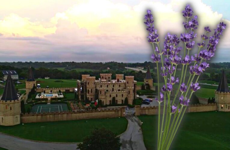 El sexto Festival Anual de Lavanda del Castillo de Kentucky regresa del 12 al 14 de junio de 2025