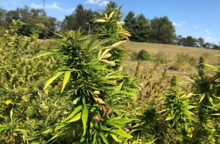 «Me destruiría» | La iniciativa de McConnell para prohibir el cáñamo «intoxicante» irrita a la nueva industria de Kentucky.