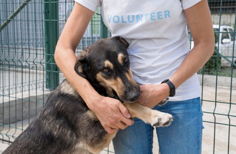 Una nueva iniciativa ayuda a que los animales de los refugios encuentren un hogar más rápido