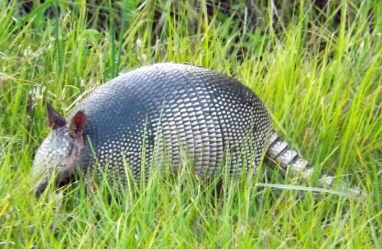 Kentucky ha recibido una nueva especie en los últimos años: los armadillos