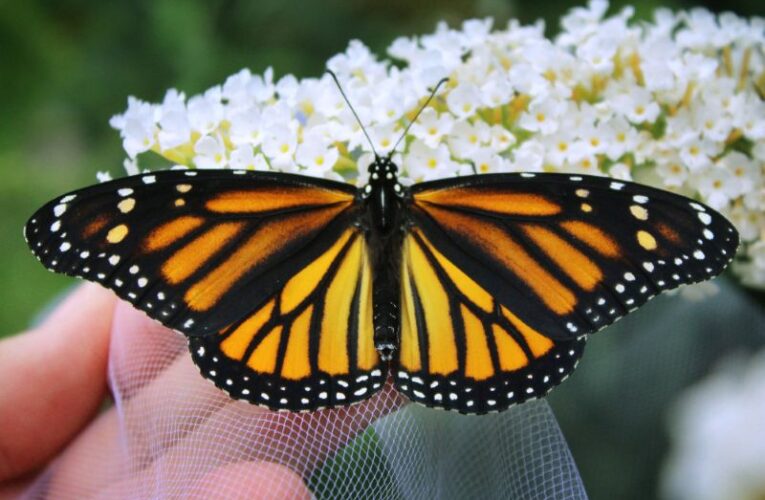 Kentucky es una parada crucial en la ruta migratoria de las mariposas monarca